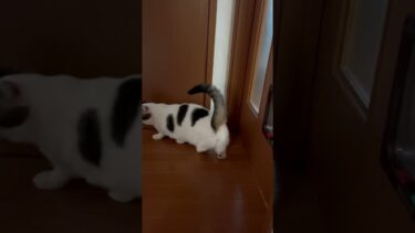 豆大福は何を待つ？【ひのき猫】