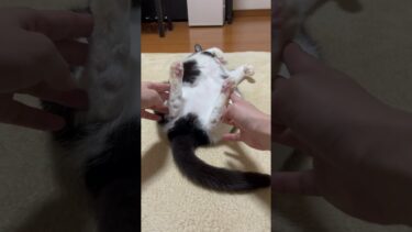 ここまで無抵抗ってことは・・・【ひのき猫】