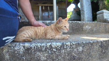 猫島の神社に猫と一緒に行ってきた【感動猫動画】