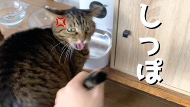 凶暴猫の尻尾を思いっきり掴んだみた結果…【てん動画】