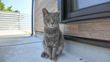 仕事が捗ること間違いなしの島のシェアオフィスは猫が管理人?!【感動猫動画】