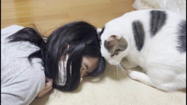 回復の兆しが見えた娘に寄り添ってあげる優しい猫【ひのき猫】