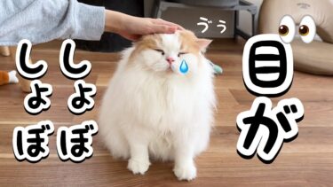 目薬で目がしょぼしょぼになる猫が可愛すぎたw【猫のレモンちゃんねる】