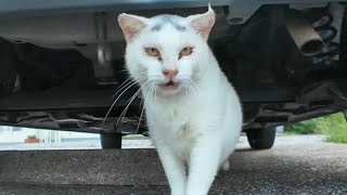 頭にλの模様がある猫、車の下から出てきた【感動猫動画】