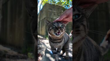 暑いのに膝の上に乗ってくる公園の猫【感動猫動画】