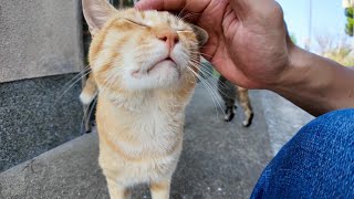 一旦は逃げたけどお友達の猫が撫でられるのを見てやっぱり戻ってきた茶トラ猫【感動猫動画】