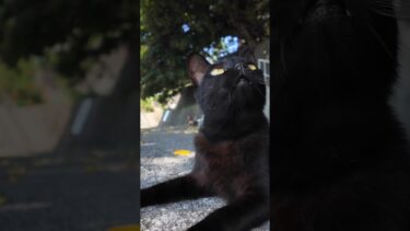 海沿いの道で寝ていた黒猫ちゃんを撫でると懐いてきてカワイイ【感動猫動画】