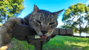 公園の猫ちゃん、木陰のベンチでのびてます【感動猫動画】