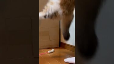 秀吉、危機一髪【ひのき猫】