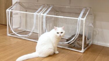 猫に新しい家をプレゼントしたらこうなりました…！【ポムさんとしまちゃん / ねこべや】