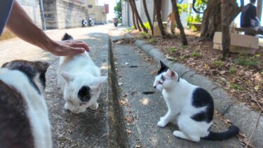 猫島のフェリー乗り場の裏の猫たち集まってきた【感動猫動画】