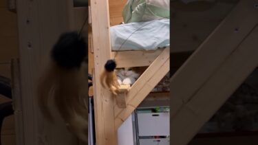 秀吉に顔をポフポフされたい【ひのき猫】