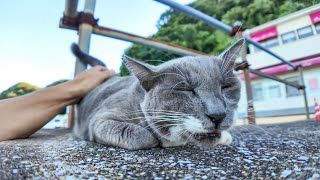 フェリー乗り場の前のレストラン駐車場に鳩みたいな猫が寝ていました【感動猫動画】