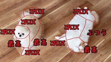 犬と猫のおさわりマップをやってみたら中々辛辣で泣いちゃいましたw【猫のレモンちゃんねる】