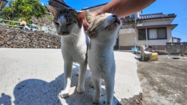 猫島の路地裏で会った猫たち、顔を見るととりあえず寄ってくる【感動猫動画】