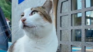 漁港のよく喋る猫ちゃんがかわい過ぎる【感動猫動画】