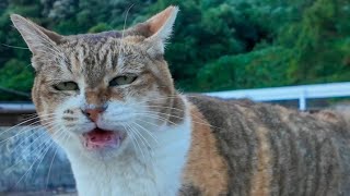 漁港の三毛猫ちゃん足元にスリスリしてきてカワイイ【感動猫動画】