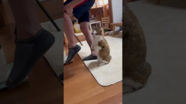 半ズボンのお父さんが悪い【ひのき猫】