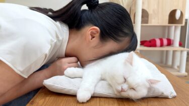 洗い立ての猫まくらに敗北する飼い主【ポムさんとしまちゃん / ねこべや】