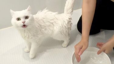 猫をいきなりお風呂に入れたらこうなった…！【ポムさんとしまちゃん / ねこべや】