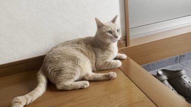 たまにしか聞くことができない猫の一人鳴き【ひのき猫】