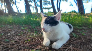 林の中の木陰で寛ぐ三毛猫ママと子猫たち【感動猫動画】