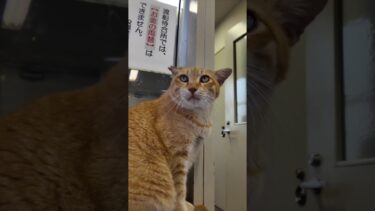 フェリー乗り場の受付猫【感動猫動画】