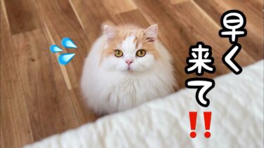 愛猫の様子がおかしいのでついてくと愛犬が大変なことをしていました！泣【猫のレモンちゃんねる】