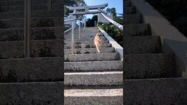 神社に行くと猫やって来た【感動猫動画】