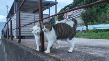 寄り添いあって歩く野良猫【感動猫動画】