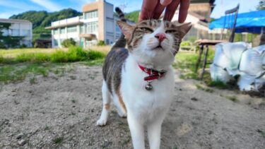 学校の校庭にいたキジ白猫ちゃんがカワイイ【感動猫動画】