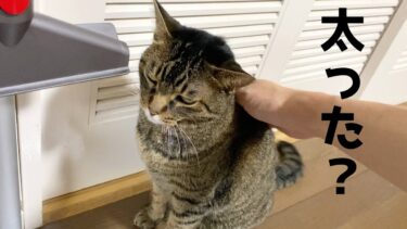 凶暴猫にダイエットしようと言ったらブチギレられました…【てん動画】