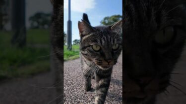 公園の猫ちゃんモフられにきた【感動猫動画】