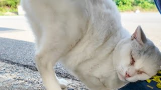 最初ちょっと逃げようとしたけどやっぱりすり寄ってくる猫がカワイイ【感動猫動画】