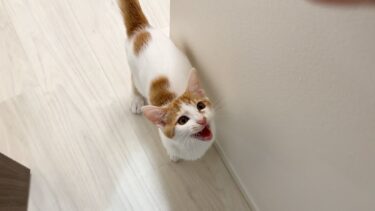 手術の前日に自分だけごはんを食べさせてもらえなかった子猫がこうなっちゃいました…【もちまる日記】