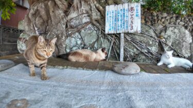 港にある大きな木の下のベンチは猫たちの憩いの場【感動猫動画】