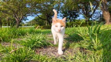 夕方の公園、人が来るとお気に入りの場所に撫でられに向かう猫【感動猫動画】