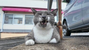 雨上がりの港に行くと駐車場に猫達が寝転んでいました【感動猫動画】