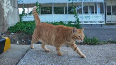 人を見つけると遠くからモフられにくる防波堤の猫【感動猫動画】