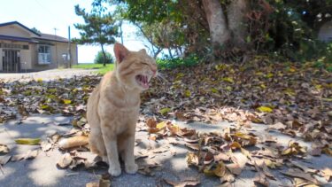 猫島のシェアオフィスの回りで出会った猫たちがカワイイ【感動猫動画】