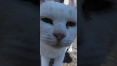 猫島の漁港で出会った白猫ちゃんがかわい過ぎる【感動猫動画】