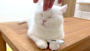 元気になったので活動を再開します！【ポムさんとしまちゃん / ねこべや】