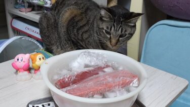 まぐろを見守る猫☆食べられる時が来るまで気長に待つガーちゃん【リキちゃんねる　猫動画】 キジトラ 猫のいる暮らし