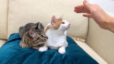 途中でなでなでするのを止めたら子猫たちの反応がかわいすぎましたwww【もちまる日記】