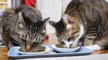 新しいお魚に初挑戦な猫たち～プレゼントのおやつを食べるよ～【リキちゃんねる　猫動画】 キジトラ 猫のいる暮らし