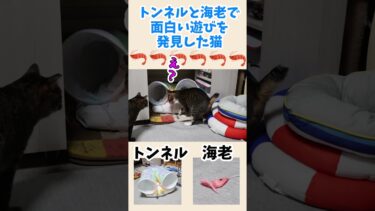 海老×トンネルでハイになる猫☆猫がぐるぐる走り回るだけの動画　#リキちゃんねる #猫動画  #shorts