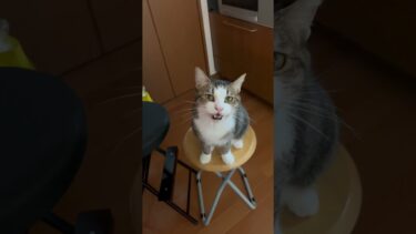 お返事の練習中【ひのき猫】