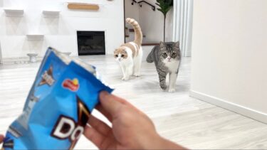 こっそりお菓子の袋を開けたら2階で寝てた猫たちが飛び起きてこうなっちゃいました…【もちまる日記】