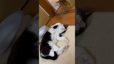 まさか起きてる？【ひのき猫】