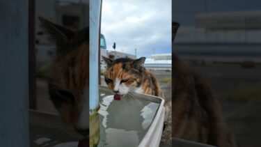 漁港の三毛猫ちゃん水飲んでます【感動猫動画】